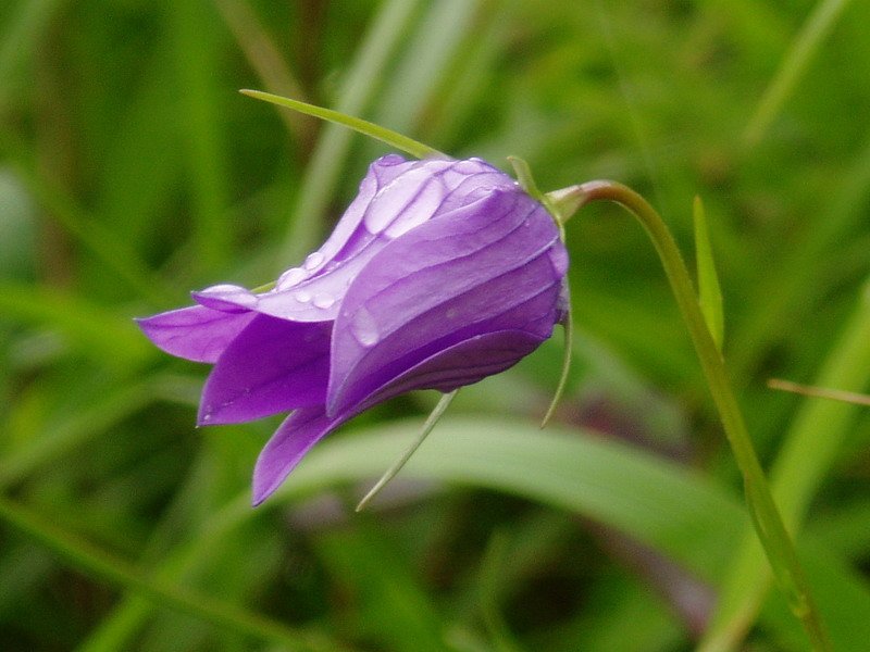 Campanula patula