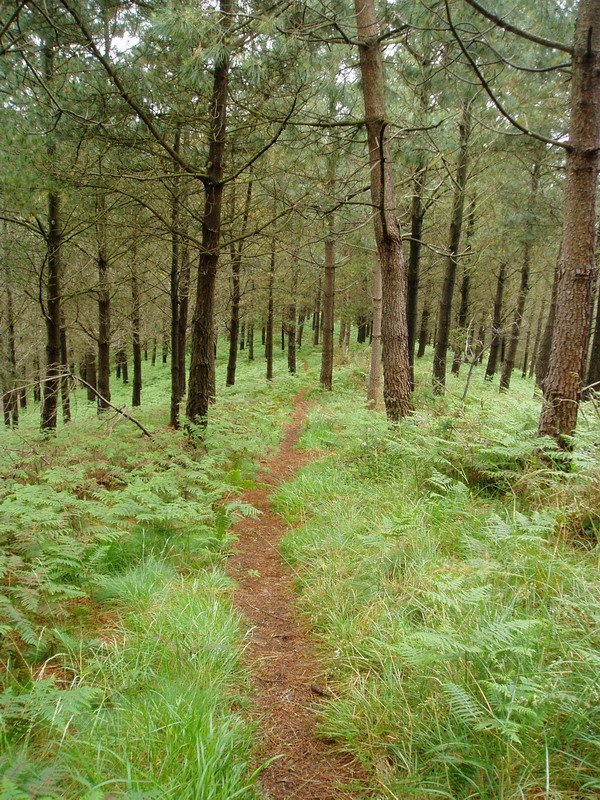 Bideko pasarte bat Tontorramendi inguruan