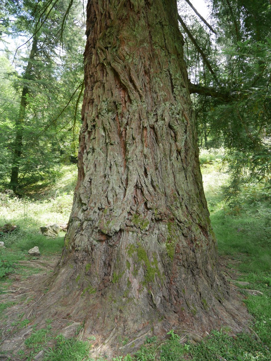 Domikoko urtegiko sekuoia (Lesaka)