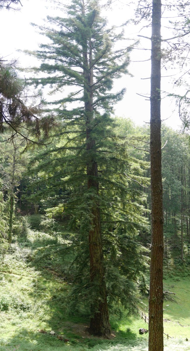 Domikoko urtegiko sekuoia