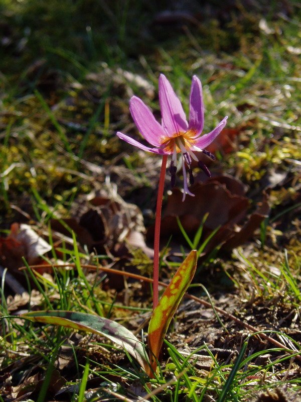 Erythronium dens-canis