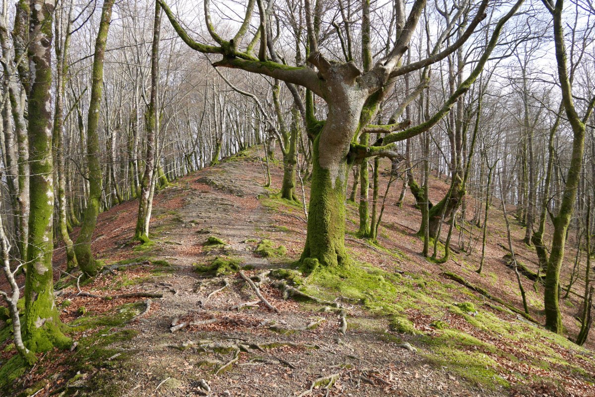 Gorostegiko gainera gerturatzen