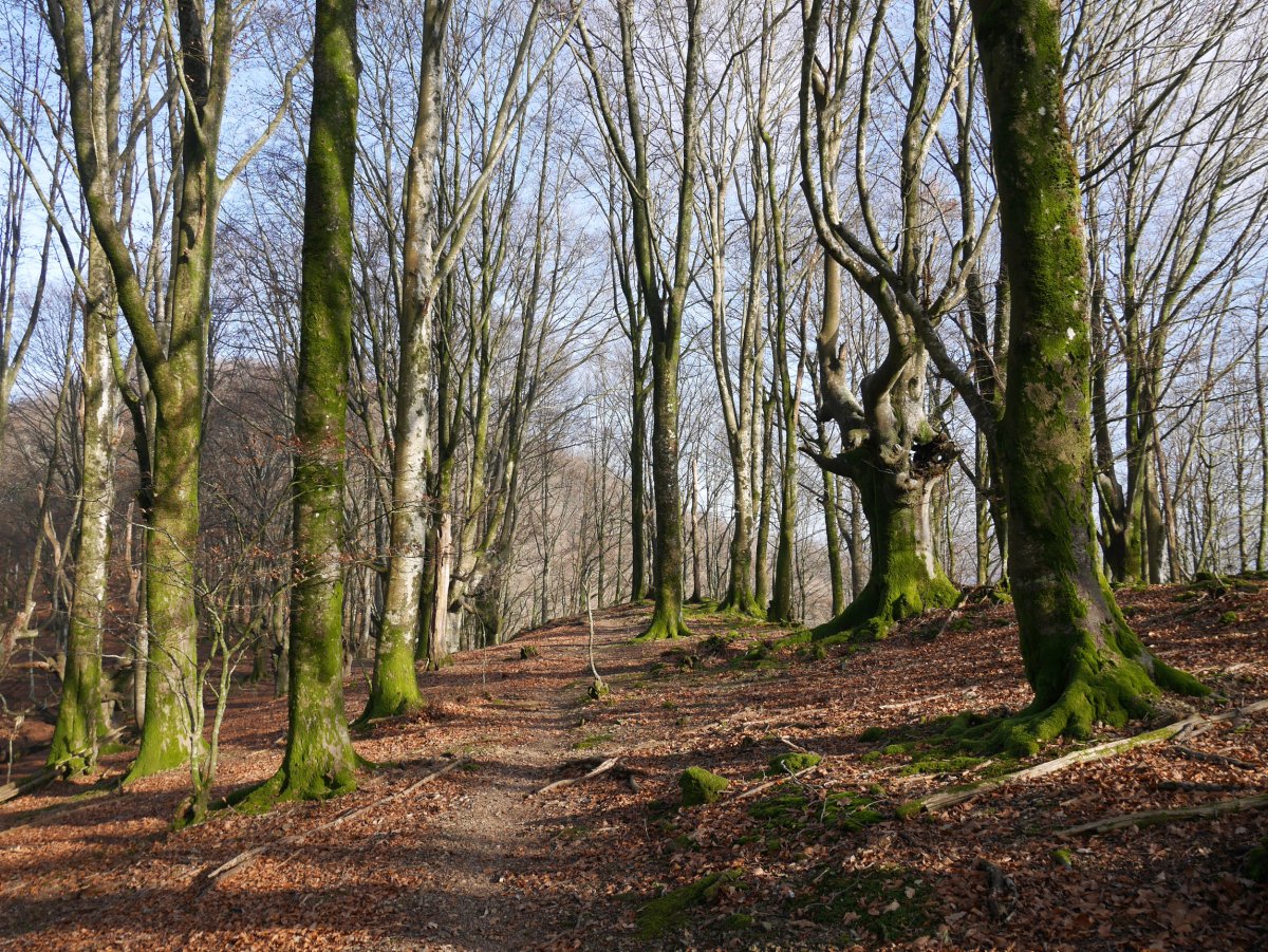 Oberan eta Saratze arteko bidea