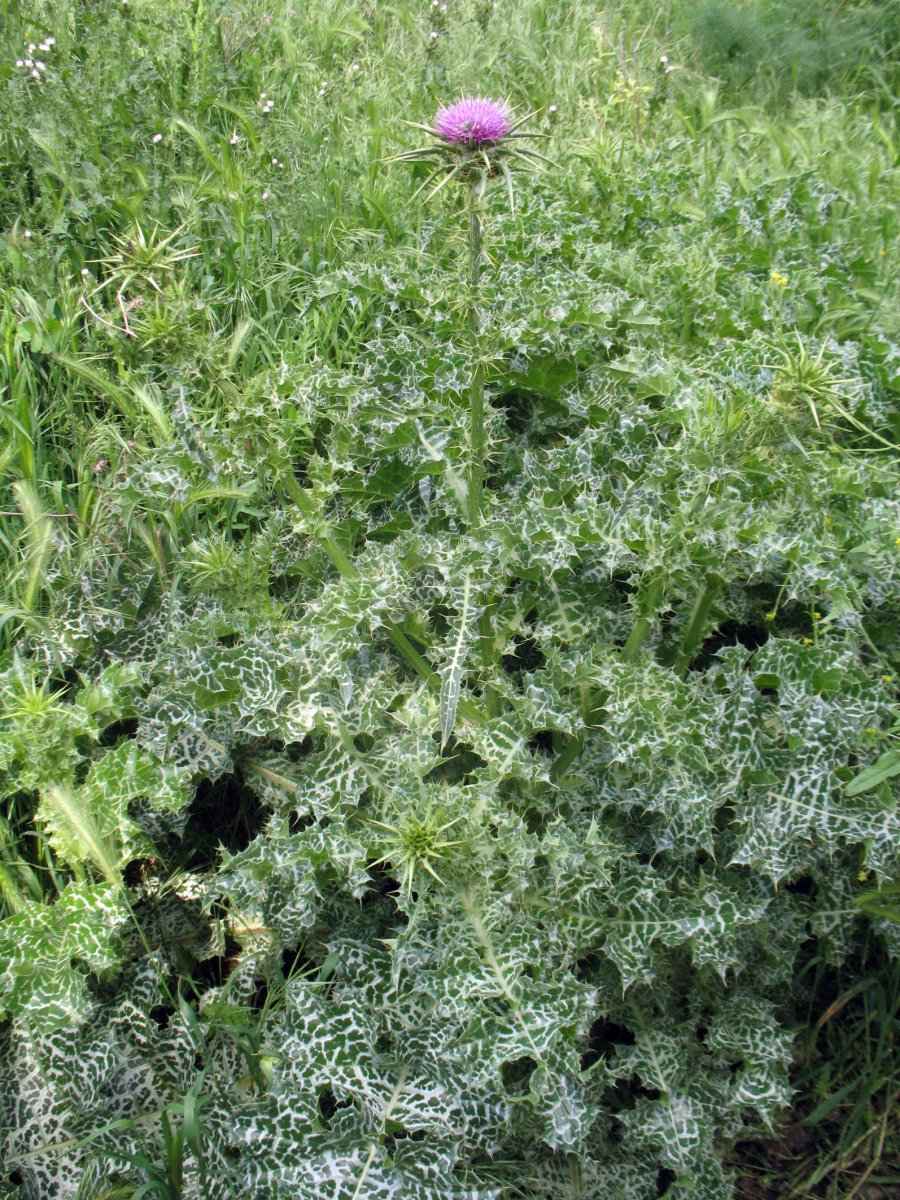 Silybum marianum, Azkoien