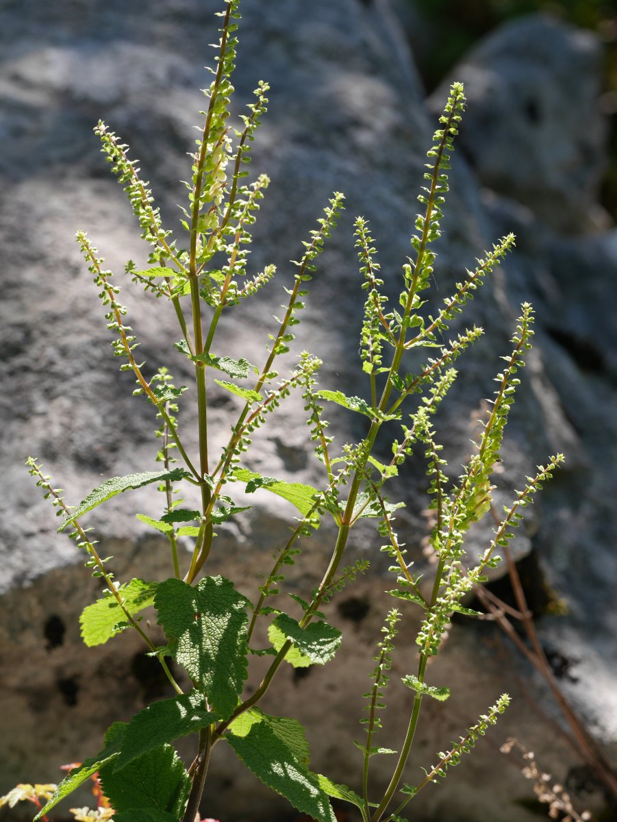 Teucrium scorodonia, Aralar, Uztailean