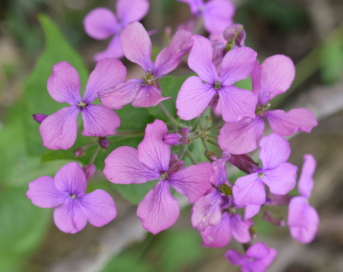 Lunaria annua, Zuñiga