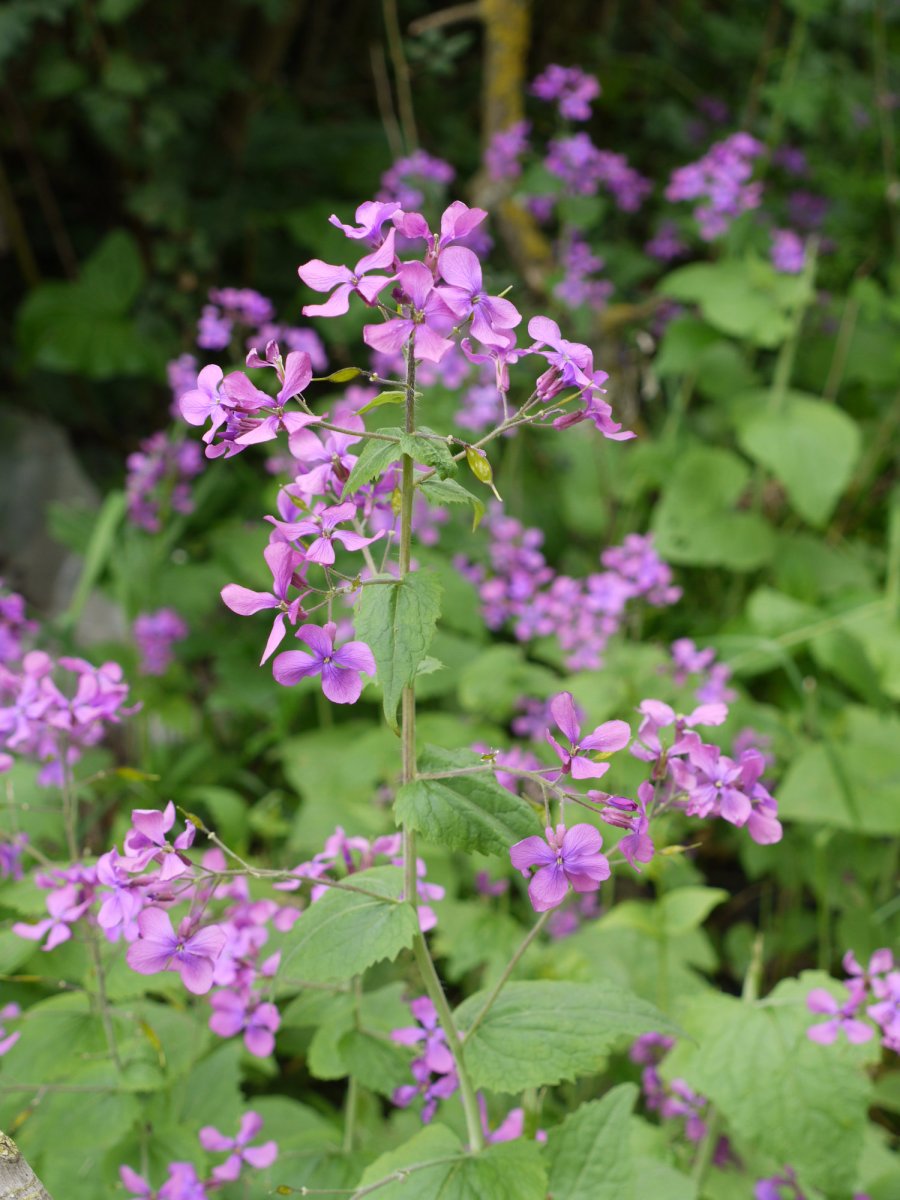 Lunaria annua, Zuñiga