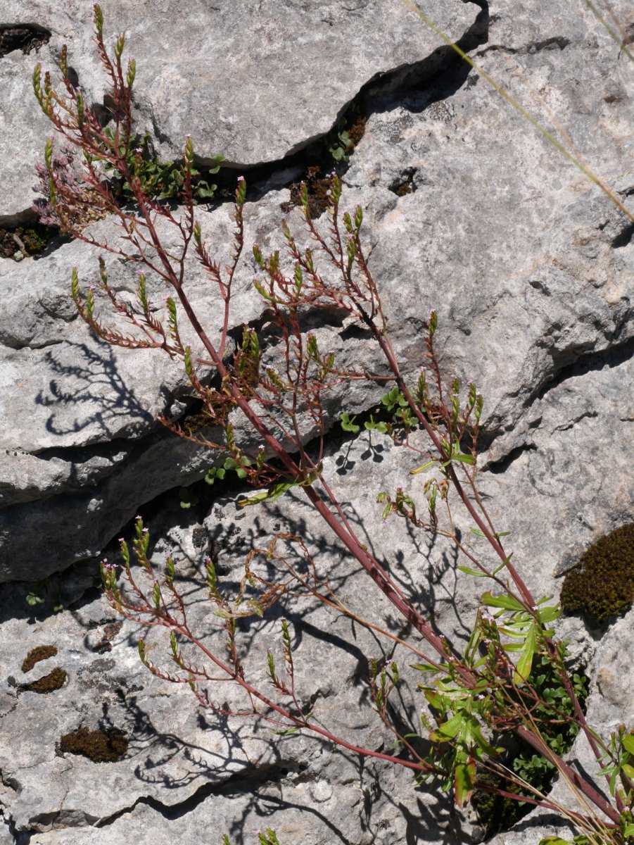Centranthus calcitrapae, Aralarren, abuztuaren hasieran.