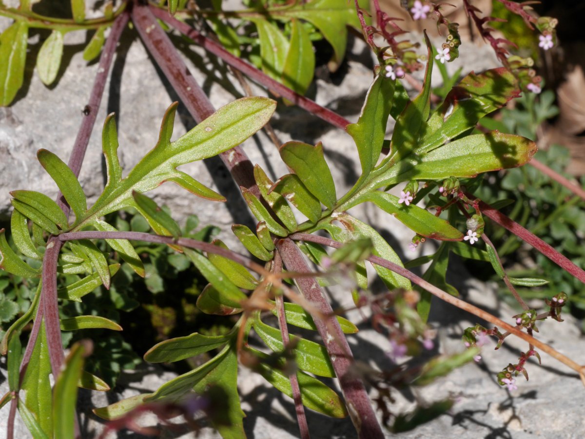 Centranthus calcitrapae, hostoak.