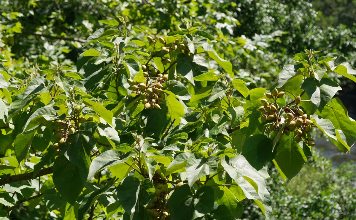 Paulownia tomentosa, Bidasoan, abuztuan