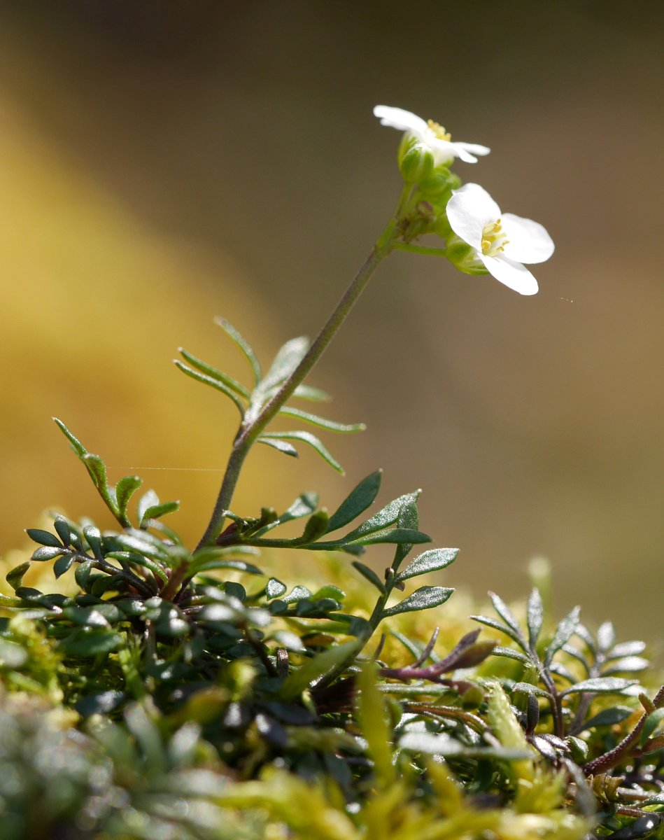 Pritzelago alpina, Aizkorri aldean.
