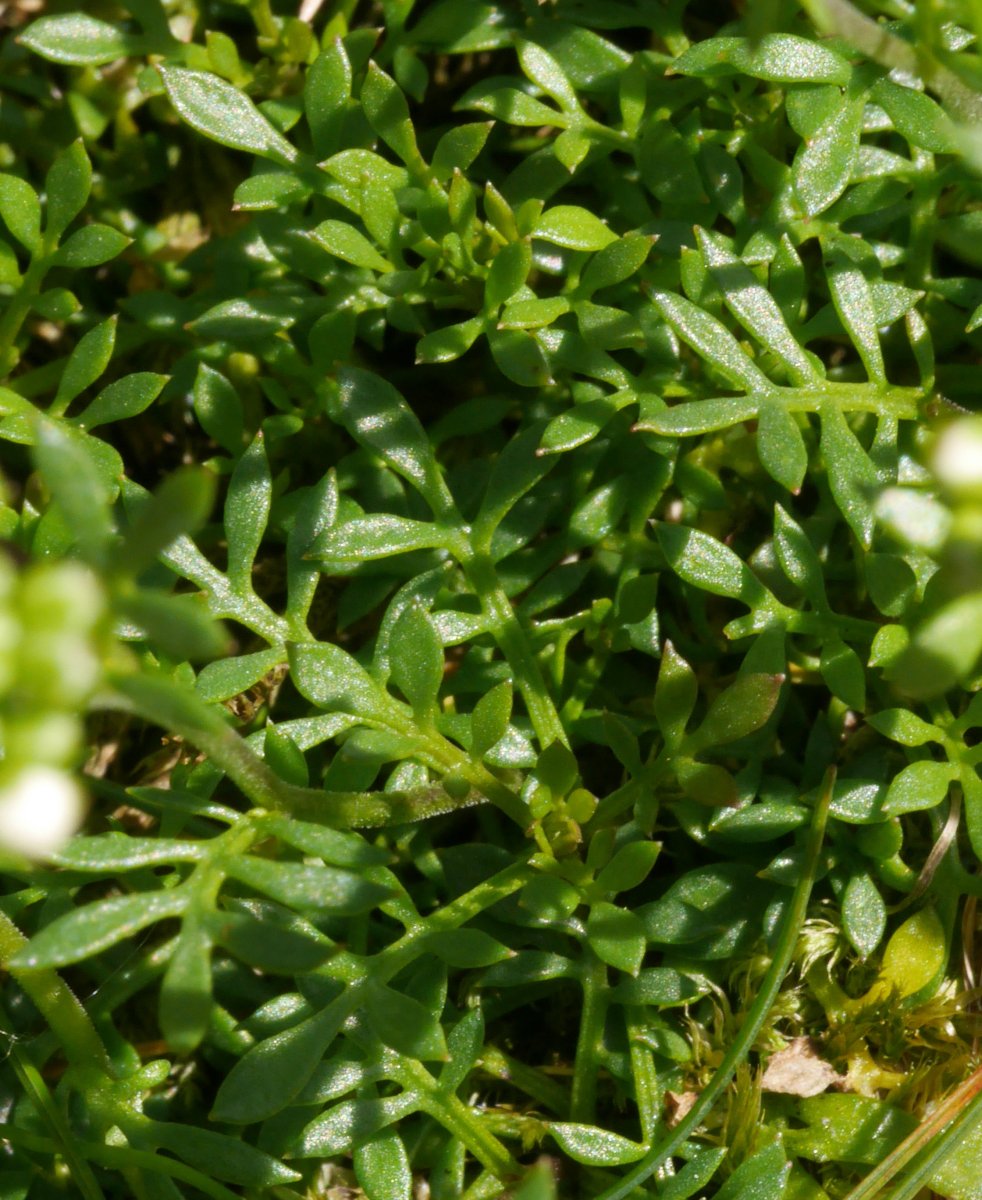 Pritzelago alpina, Aizkorri aldean.