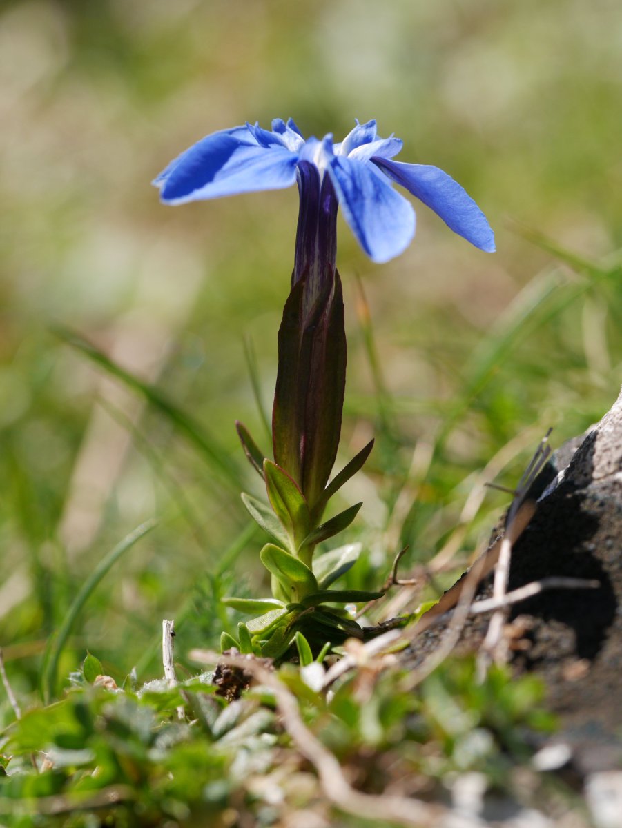 Gentiana verna, Aizkorri aldean