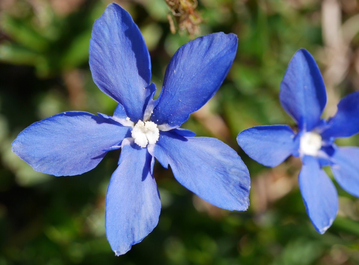 Gentiana verna, Aizkorri aldean