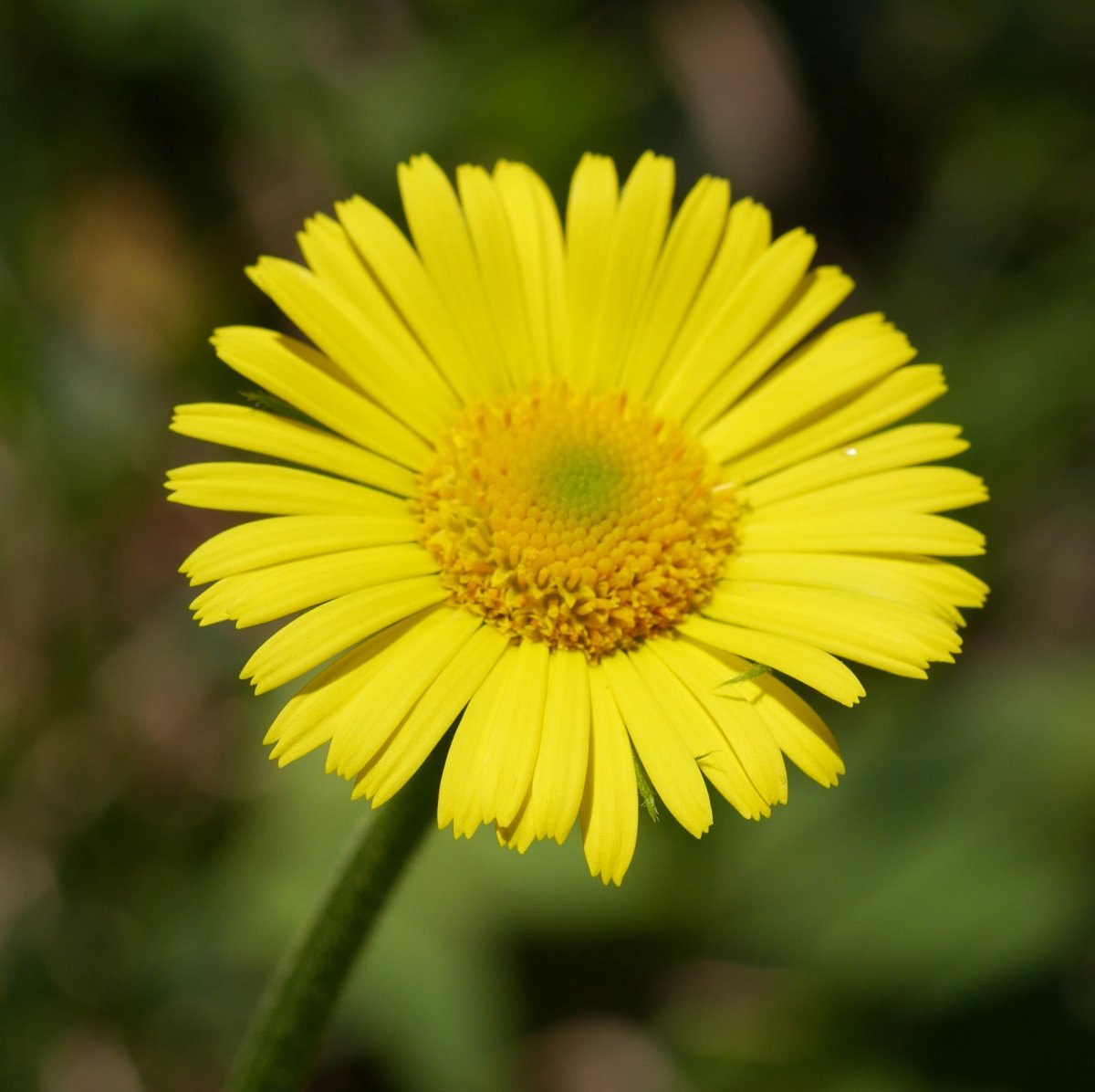 Doronicum plan­ta­gi­neum, Ilarduia aldean