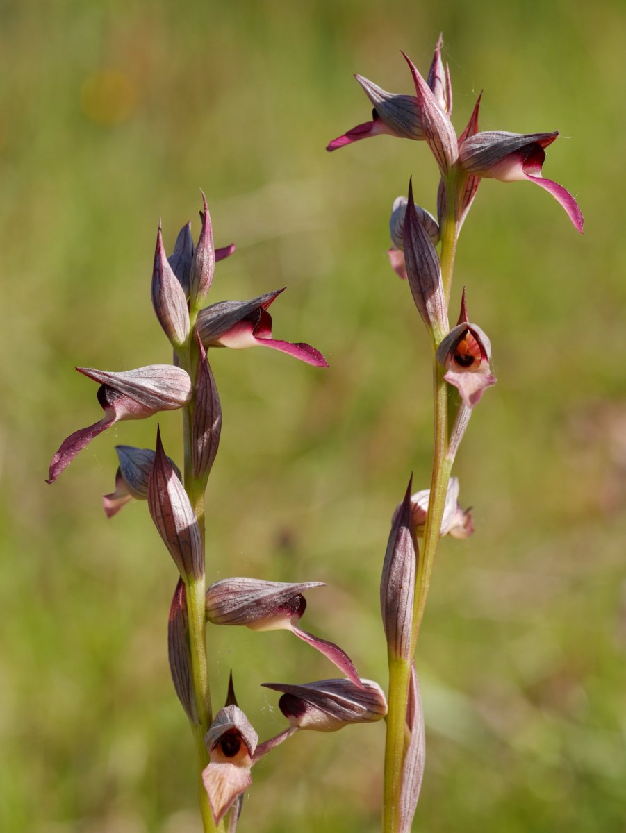 Landarea, Astigarragako Bentaren inguruetan