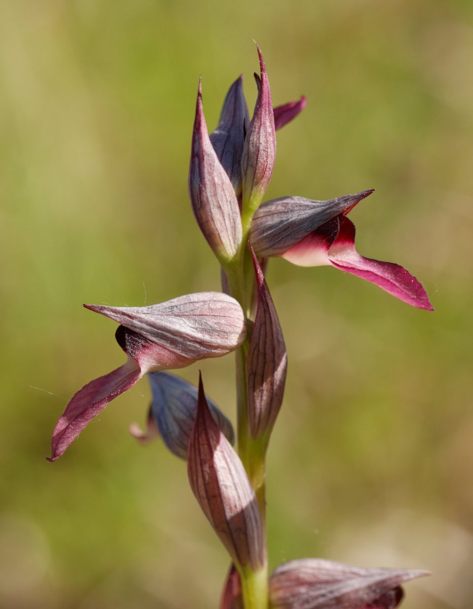 Loreak, Astigarragako Bentaren inguruetan