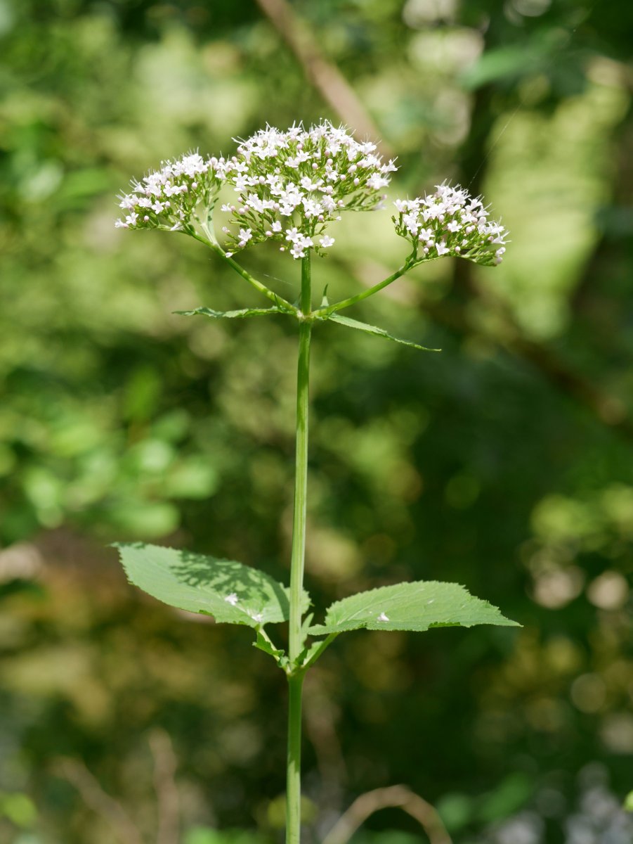 Valeriana pyrenaica, Fagollaga aldean