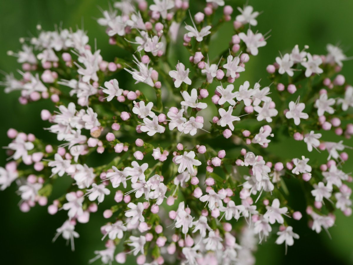 Valeriana pyrenaica, Fagollaga aldean
