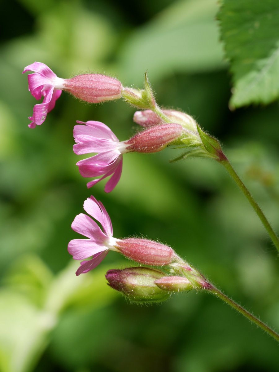 Silene dioica, Fagollaga aldean