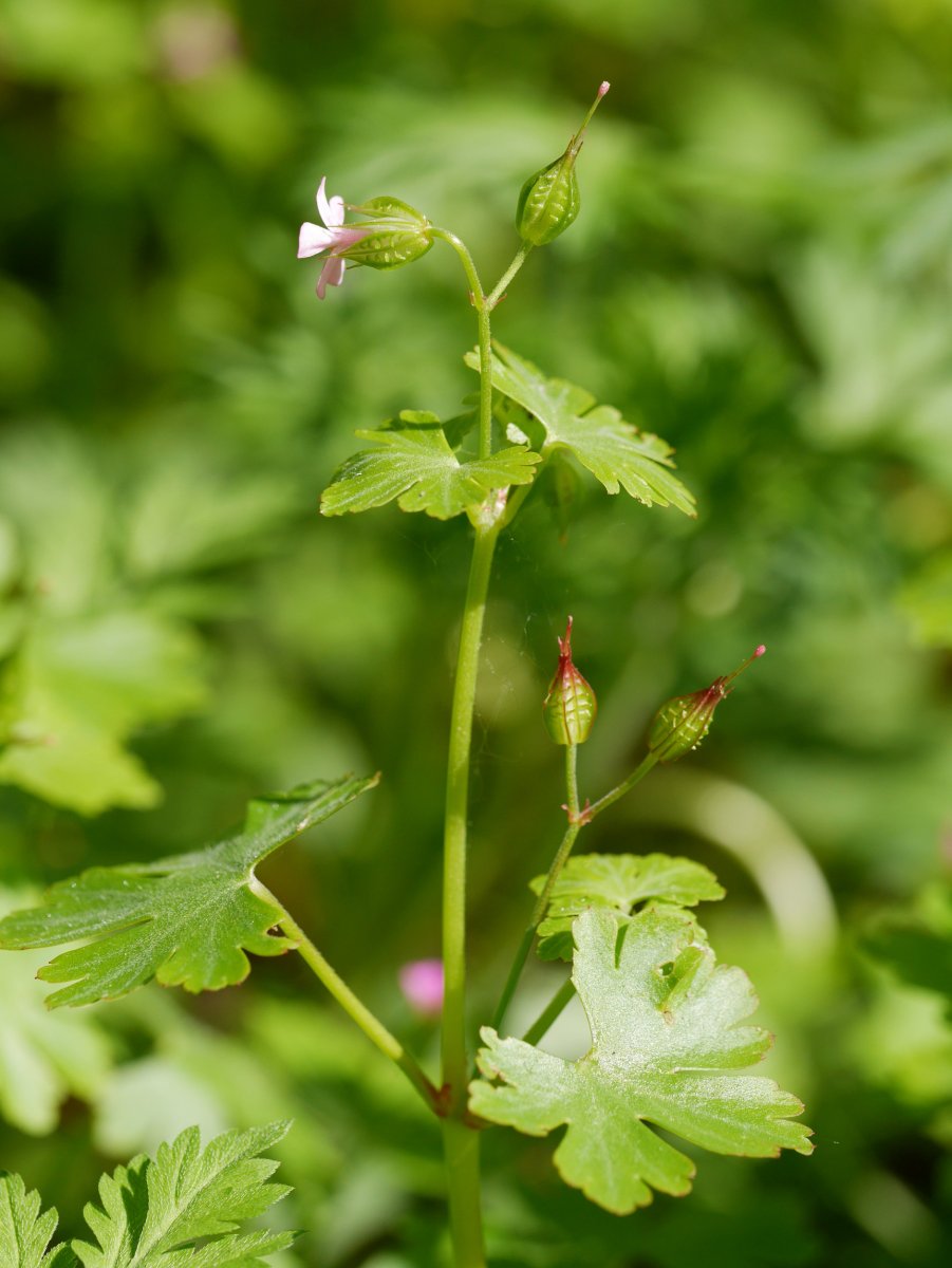 Geranium lucidum, Irurtzun aldean