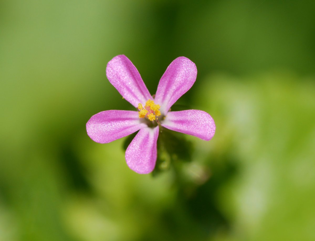Geranium lucidum, Irurtzun aldean