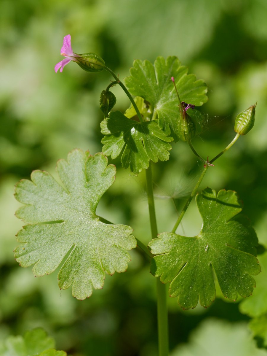 Geranium lucidum, Irurtzun aldean