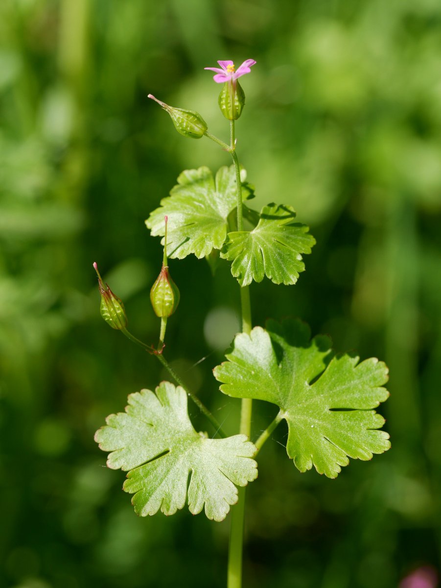 Geranium lucidum, Irurtzun aldean