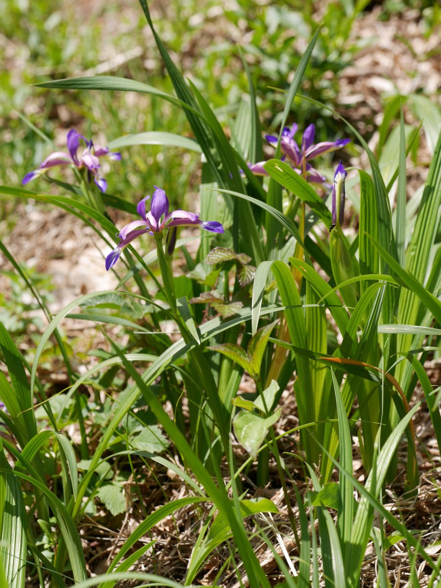 Iris graminea, Irurtzun aldean