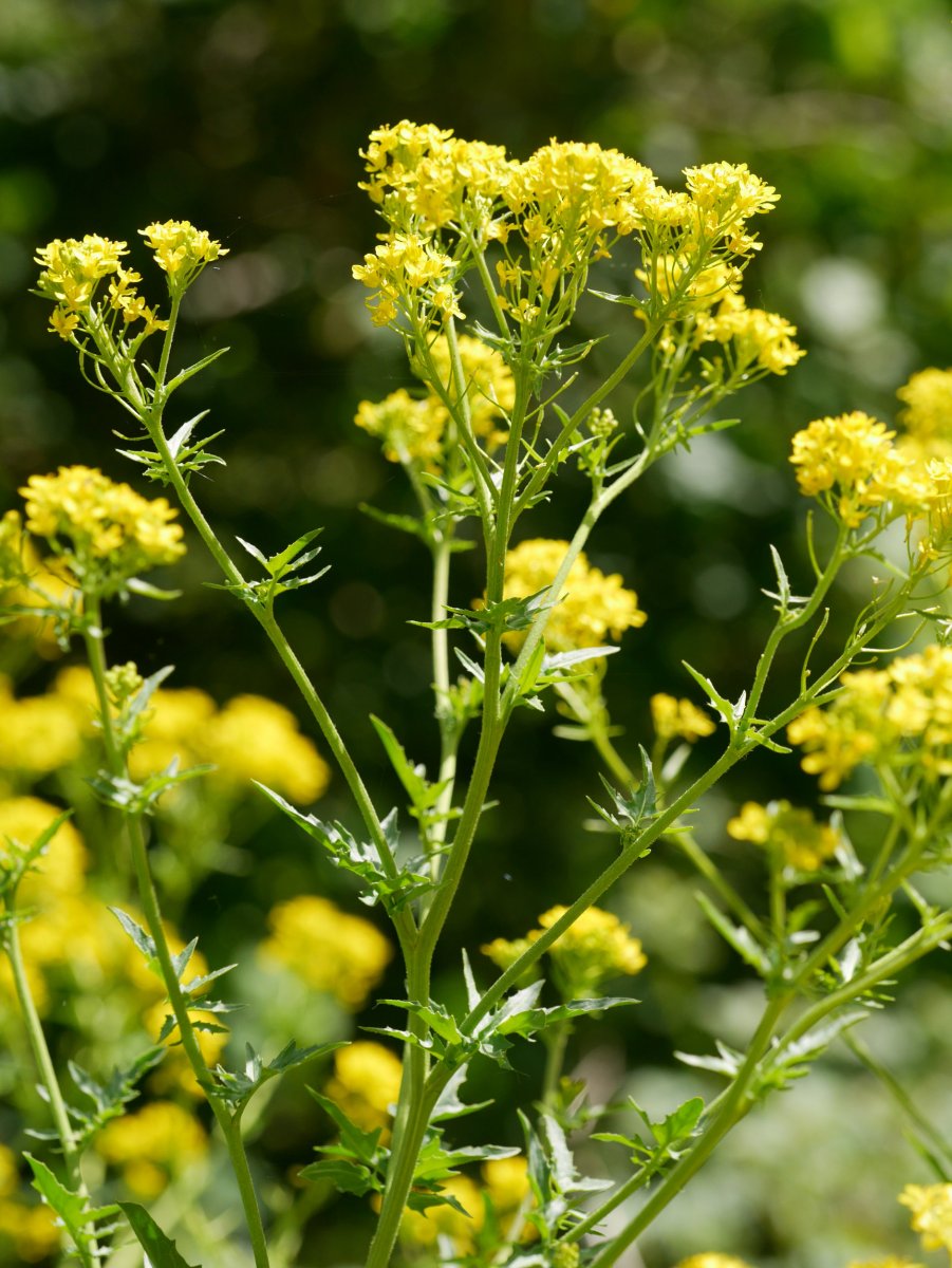 Sisymbrium austriacum chrysanthum, Latasa aldean