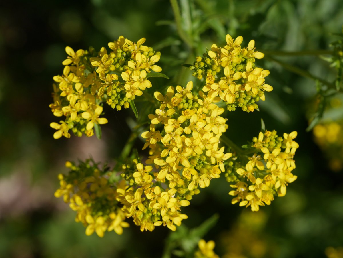 Sisymbrium austriacum chrysanthum, Latasa aldean