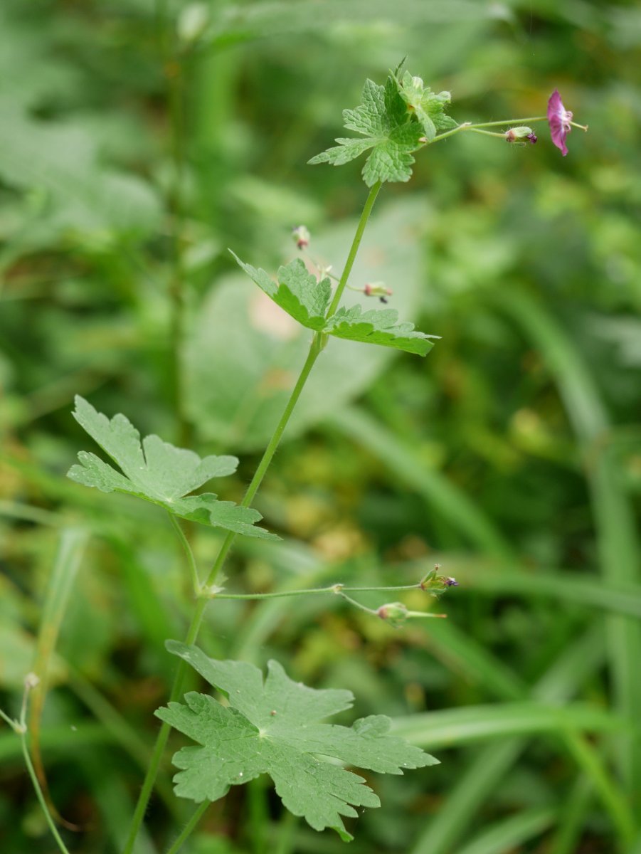 Geranium phaeum, Bidasoa aldean