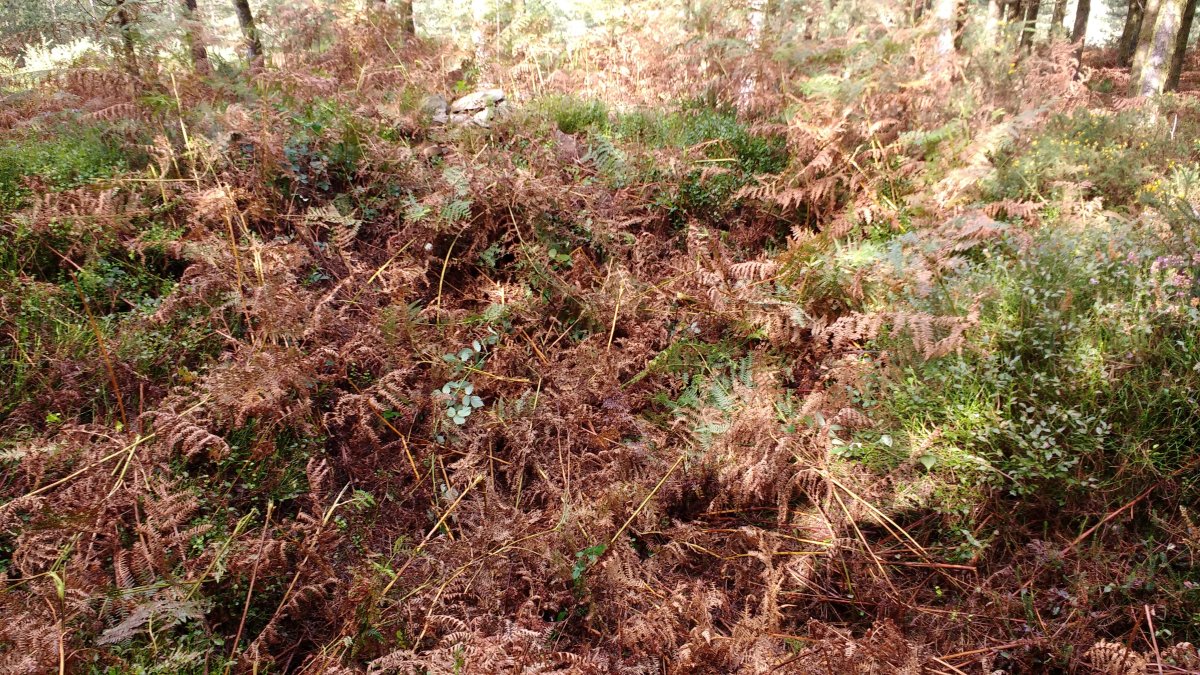 Arrolamendi III tumuloa 2