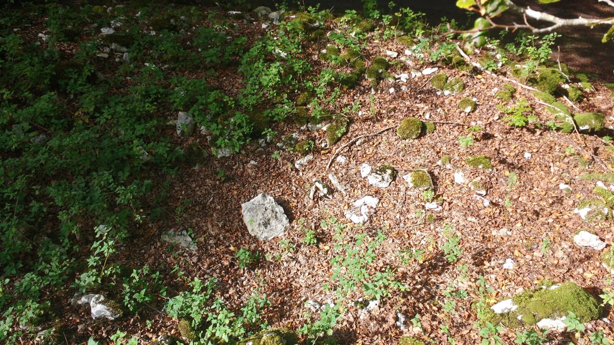 Aileta trikuharria 3