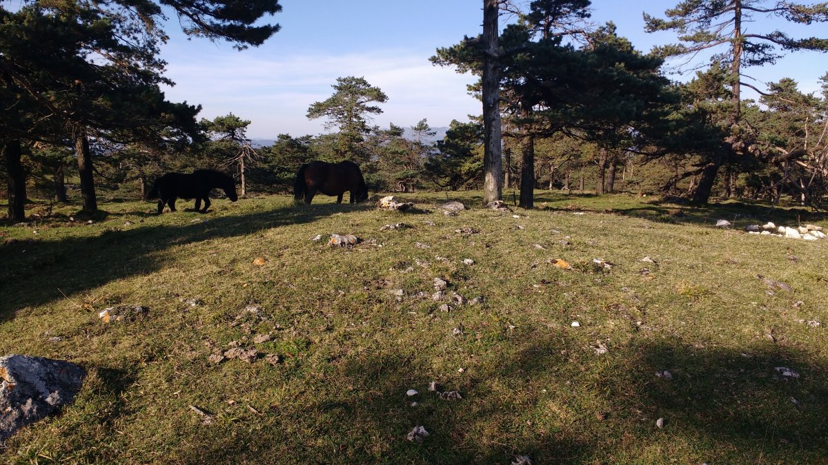 Sta. Marina (Txopordi) 1 Ipar tumulua (2017)