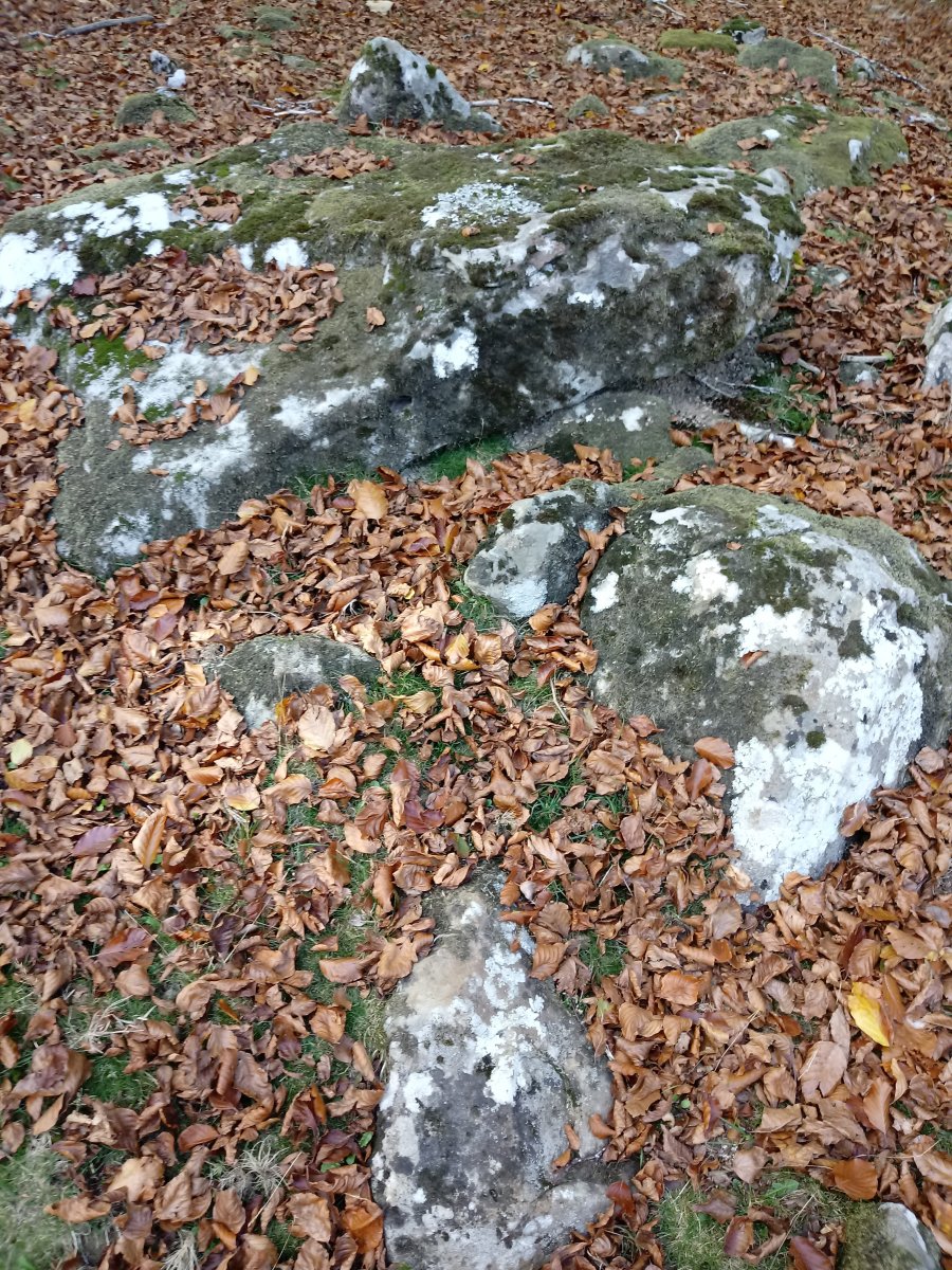 Pagomakor trikuharria 5