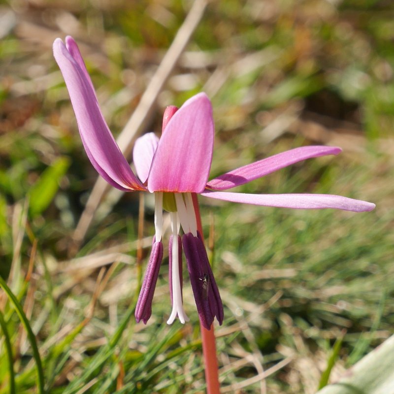 Erythronium dens-canis