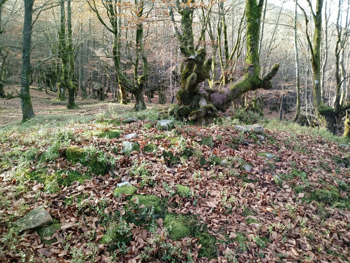 Artaso trikuharria 4