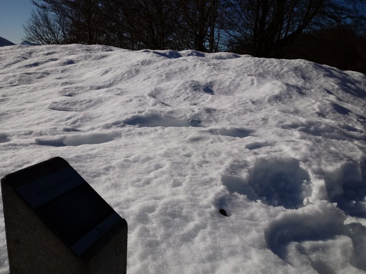 Pagobedeinkatua tumuloa (2017)