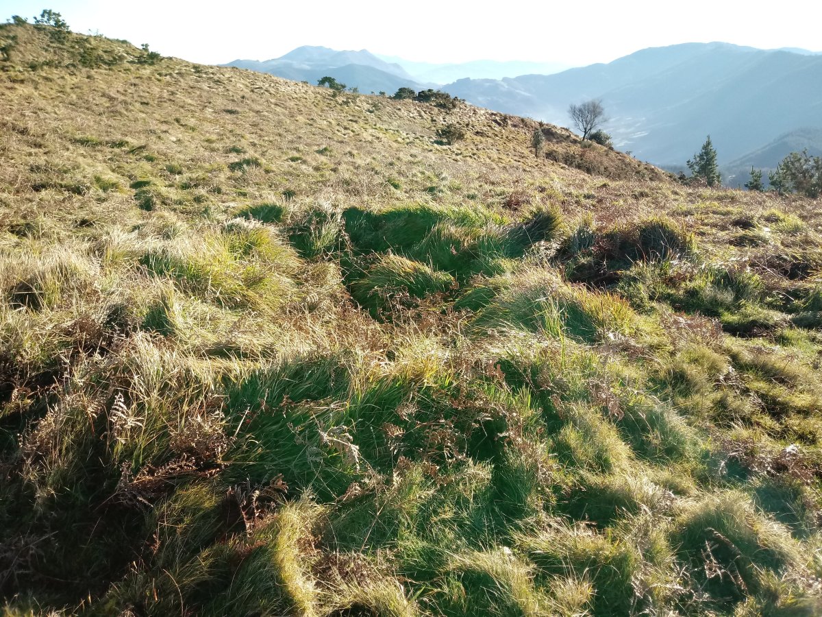 Olaburu trikuharria 2