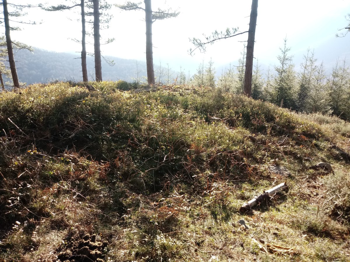 Arratolagaña trikuharria 5