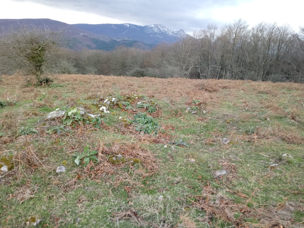 Motxotegi II tumuloa (2017)