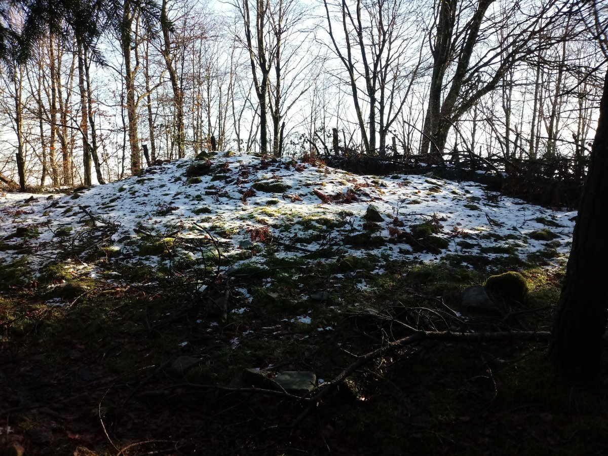 Praalata trikuharria 2