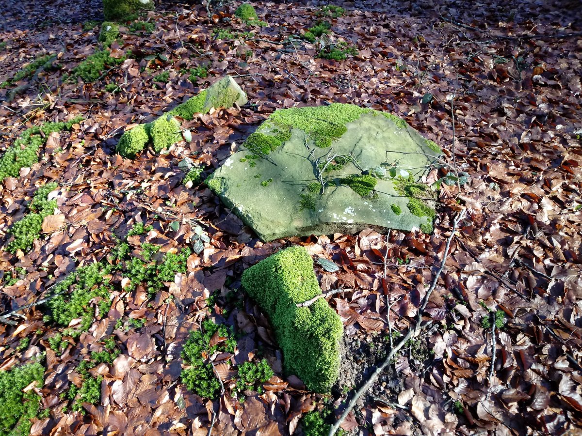 Muñaan trikuharria 3