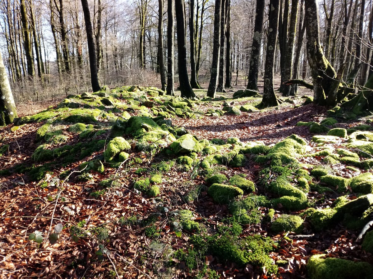 Larreluze trikuharria 3