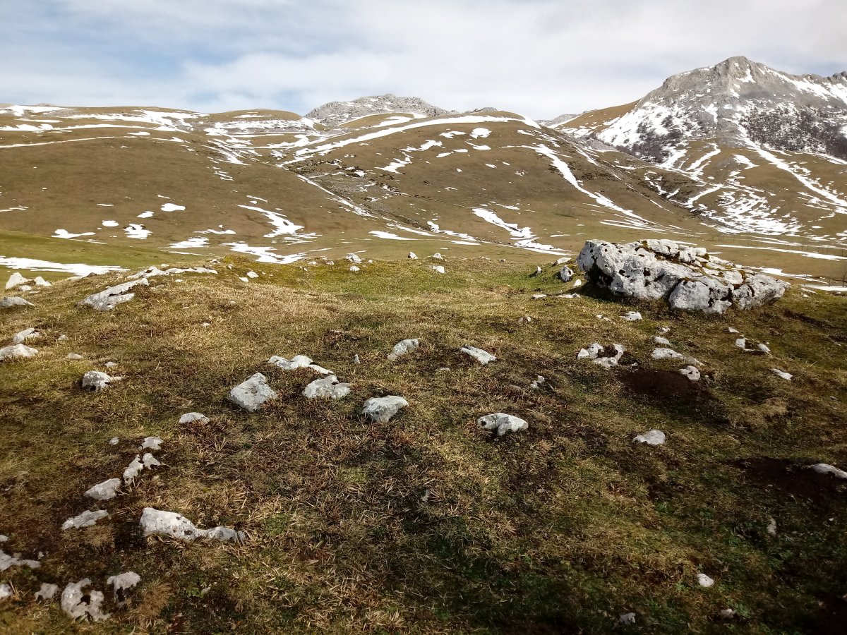 Gorostiaran trikuharria (2018)