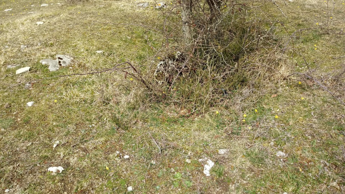 Lejazar Hegoa trikuharria 3