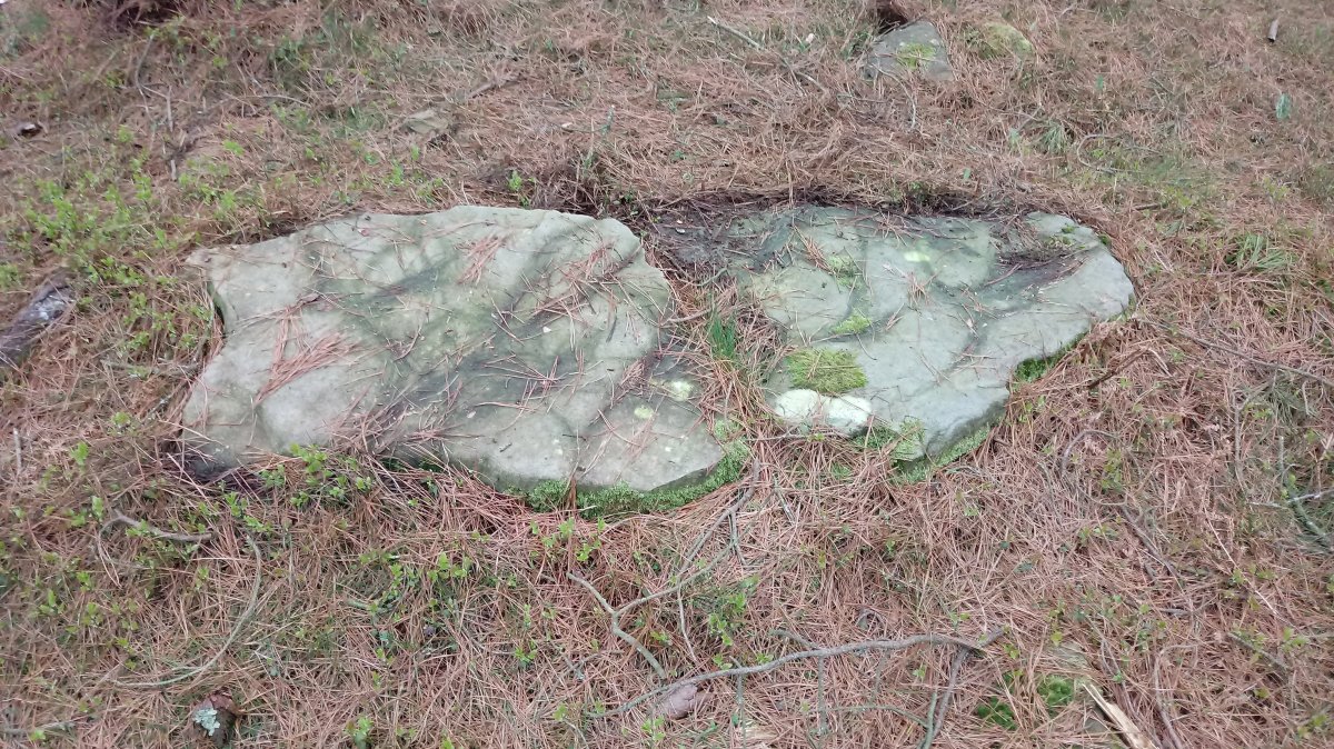 Ama Birjiñen Baso trikuharria 3