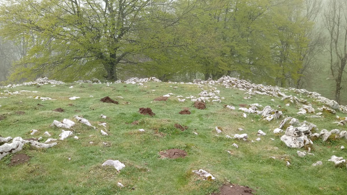 Elorrola tumuloa (2018)