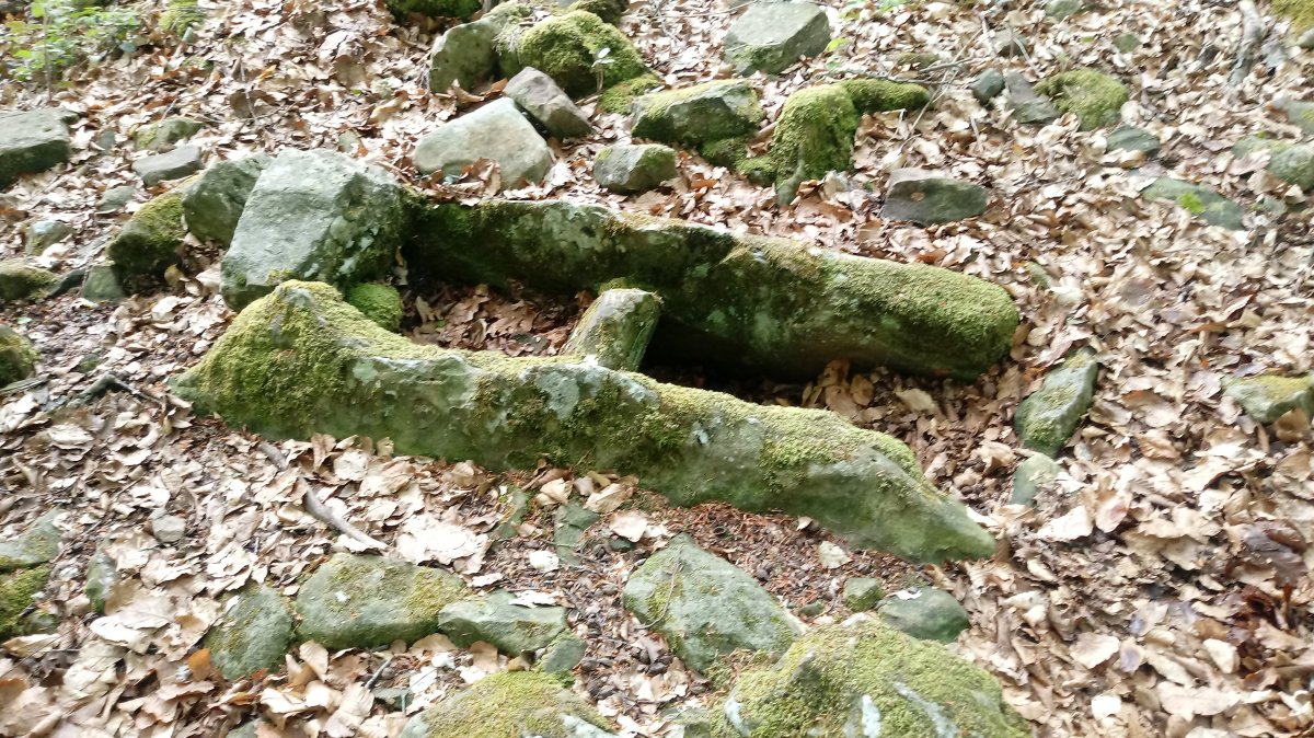 Maitzegur trikuharria 6